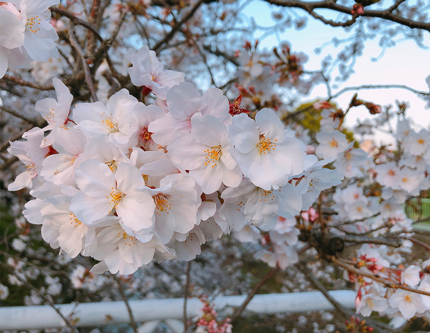導入路に“桜”が咲きました!
